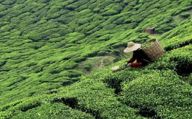 Čaj – nápoj, který spojuje kultury