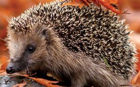 Zimní spánek zvířat