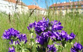 Květnaté louky uprostřed měst