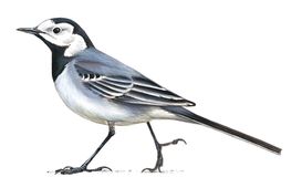 Ptáci - poznávačka