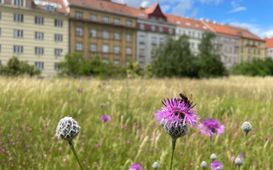Tajemství pražských vodojemů: ostrovy biodiverzity uprostřed města