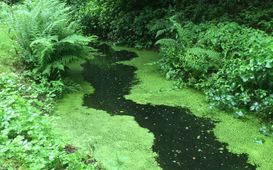 Co jsou to mikropolutanty?