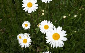 Proč je dobré chovat se ekologicky?