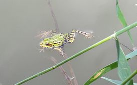 Proč jsou mokřady důležité?