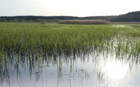 Mokřady – důležitá součást krajiny