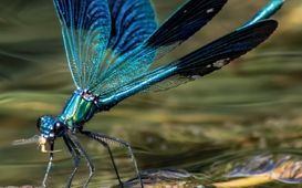Vážky - létající klenoty