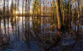 3 x 30 dní pro mokřady