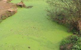 Při koupání si dejte pozor na sinice