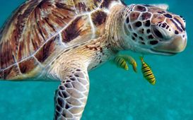 Co víš o zvířatech?