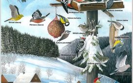 Jak ptáci přežívají zimu?